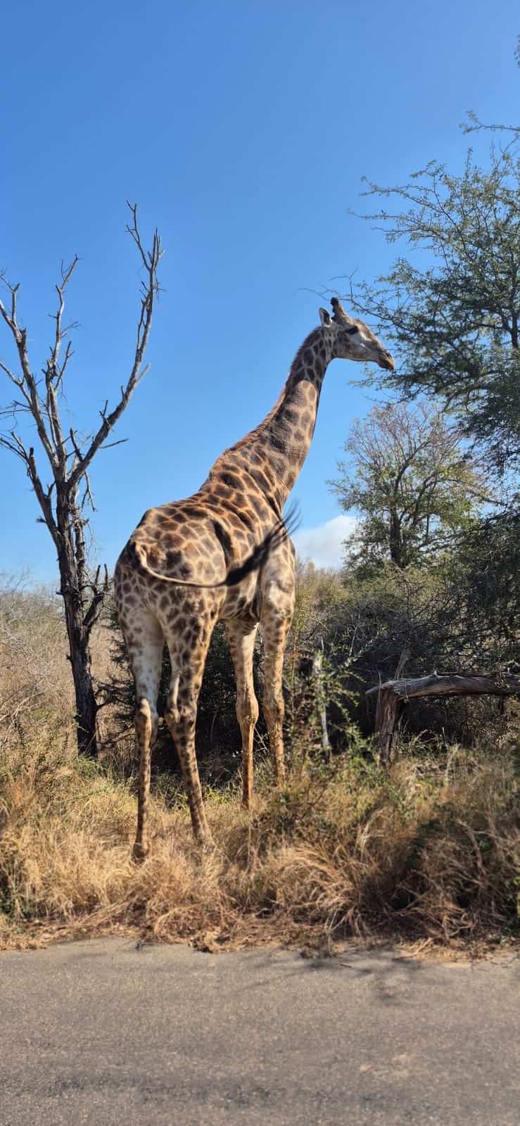 Safari- Kruger National Park